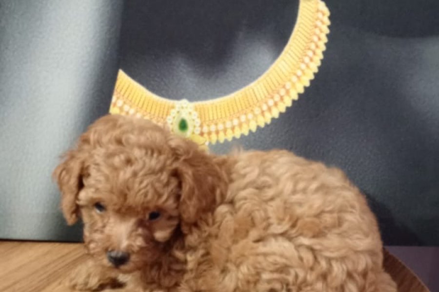 Çok Tatlı, Toy Poodle Yavrusu 3
