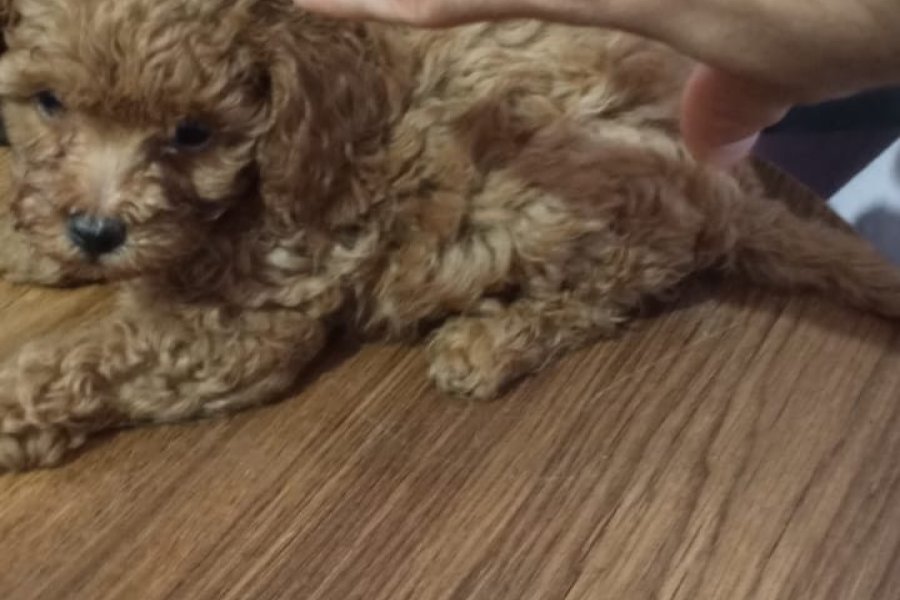 Çok Tatlı, Toy Poodle Yavrusu 2