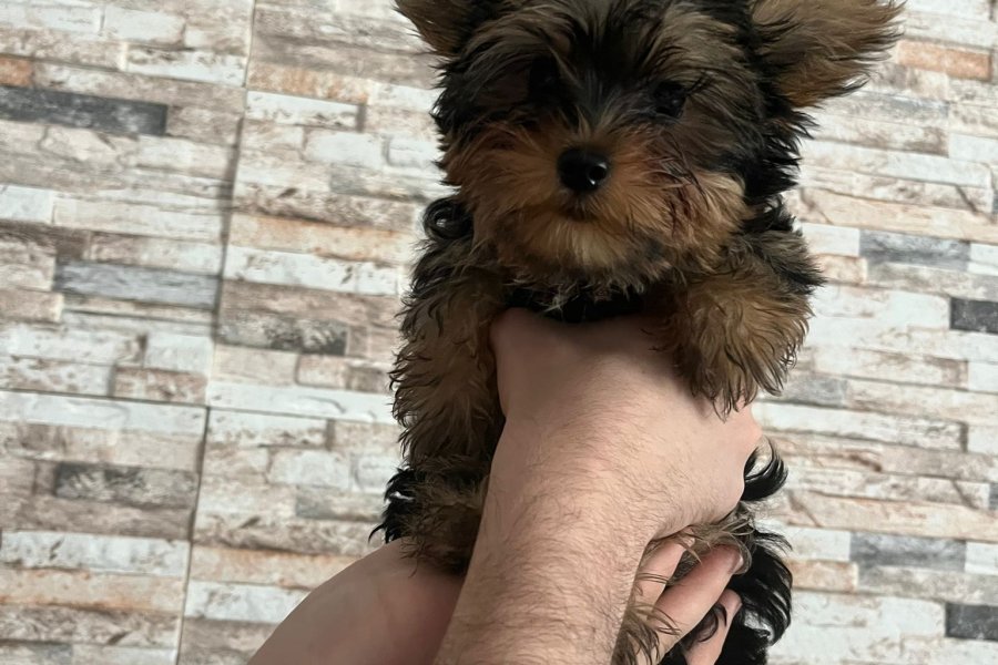 Teacup Yorkshire terrier yavrusu 2