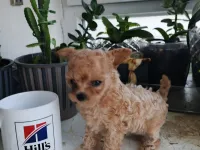 Micro Tea Cup Poodle