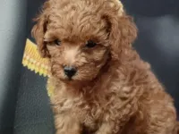 Çok Tatlı, Toy Poodle Yavrusu