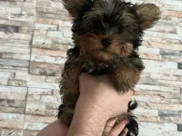 Teacup Yorkshire terrier yavrusu