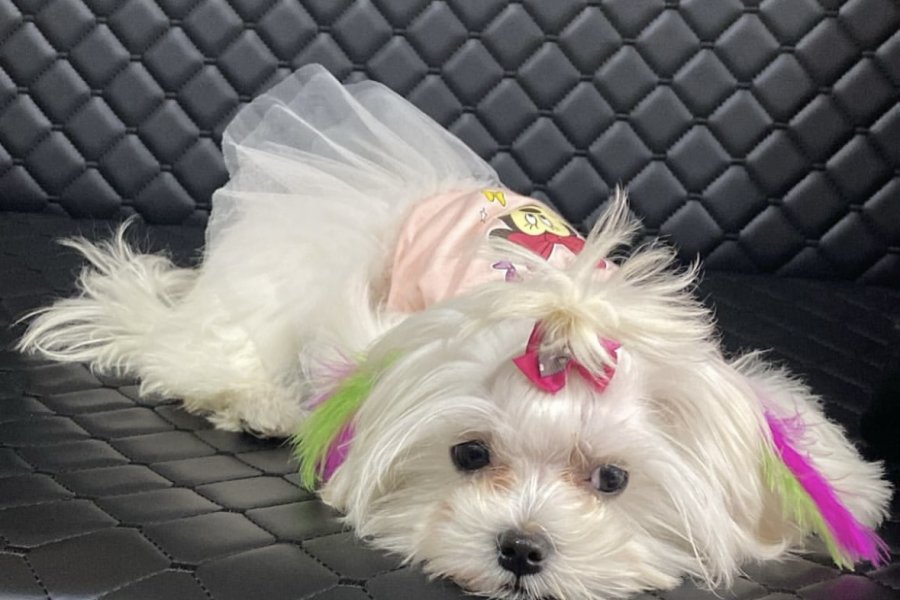 Dişi Maltese 1
