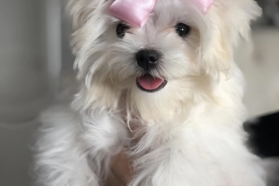 Dişi Maltese 2