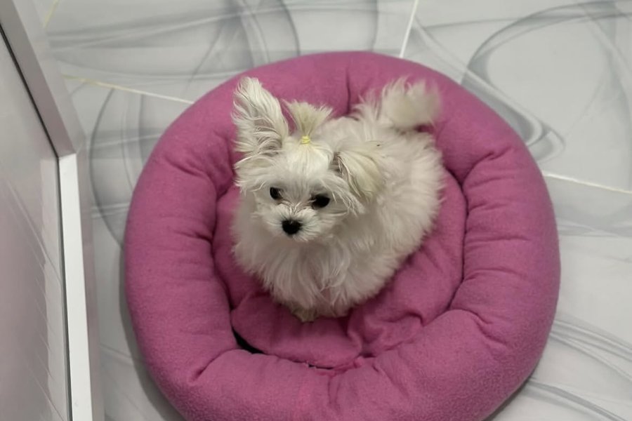 Dişi Maltese 3