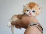 Muhtesem Safkan Golden Shorthair Bebeklerim