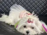 Dişi Maltese