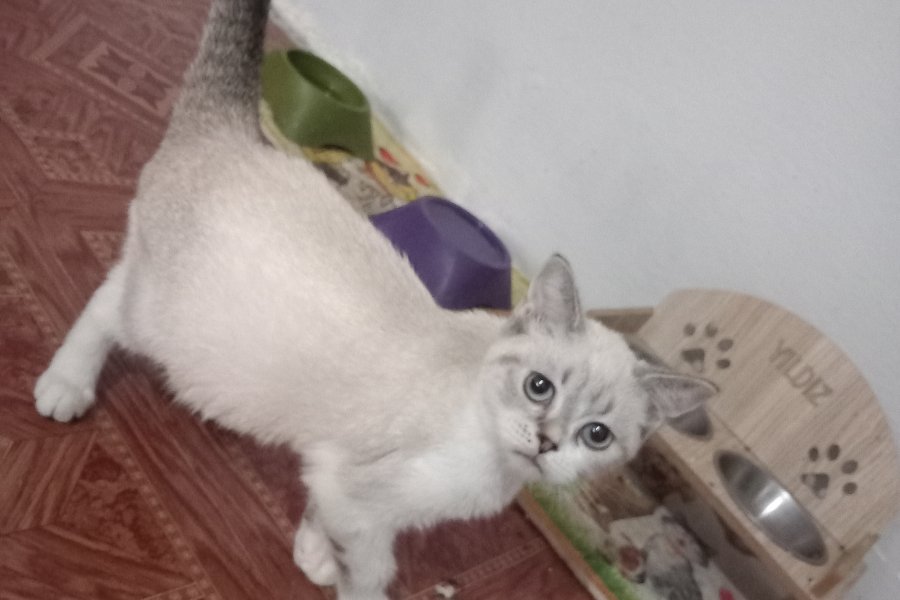 3 aylık yavru eğitimli british shorthair 2