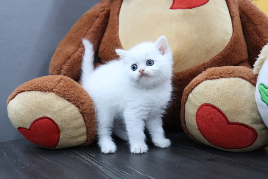 Safkan Blue Golden ve White British Bebeklerim 5