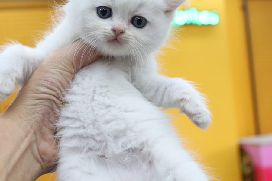 Safkan Blue Golden ve White British Bebeklerim 6