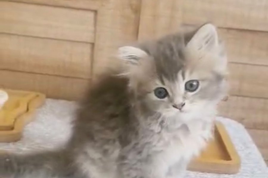 Safkan Blue Golden ve White British Bebeklerim 2