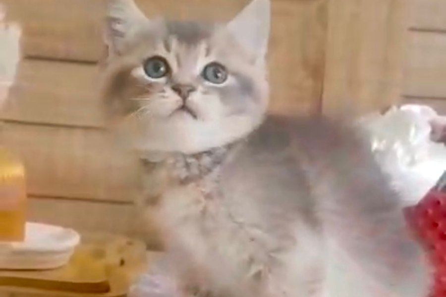 Safkan Blue Golden ve White British Bebeklerim 1