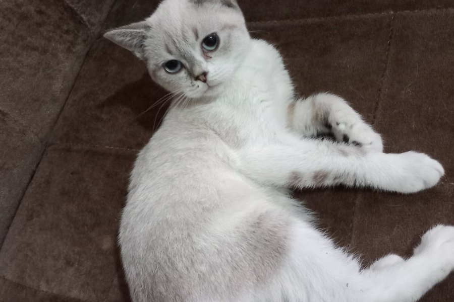 3 aylık yavru eğitimli british shorthair 3