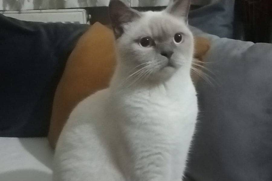 6 Aylık British Shorthair Dişi 2