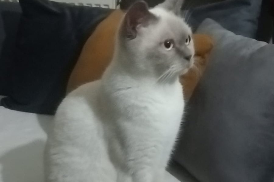 6 Aylık British Shorthair Dişi 1