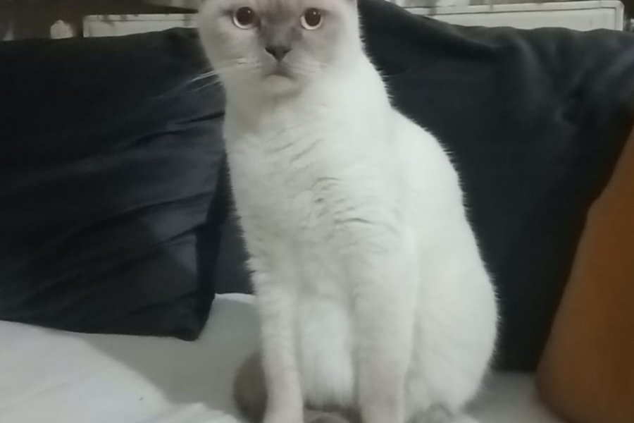 6 Aylık British Shorthair Dişi 3