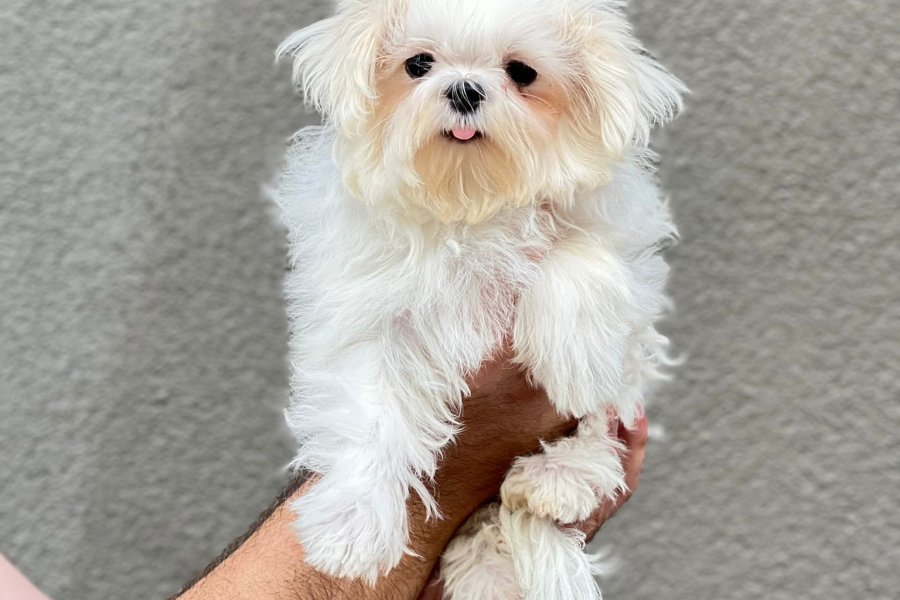 Orjinal Kore kan mini Maltese 1