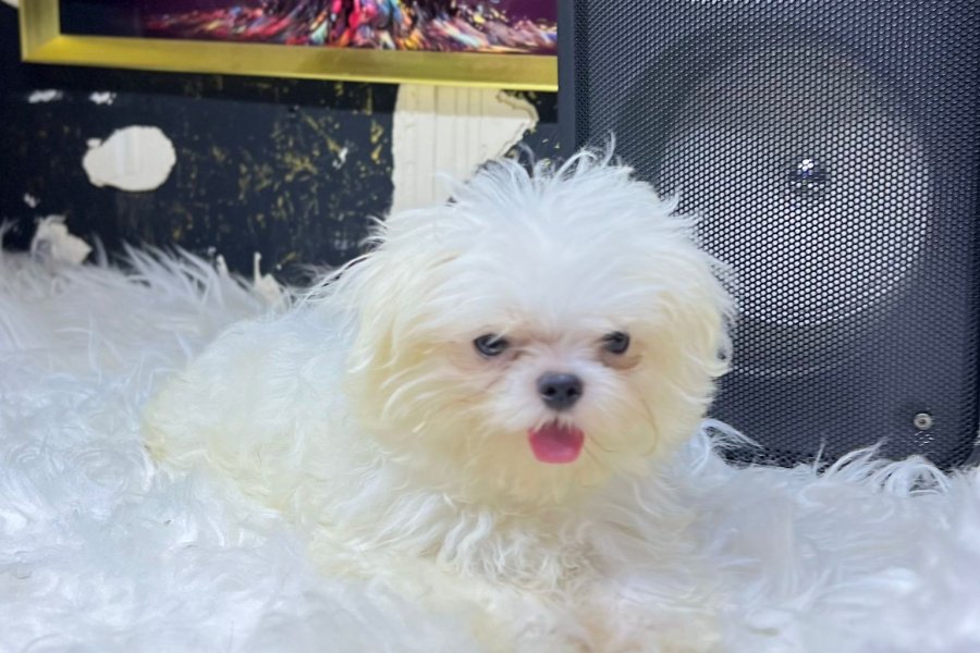 Orjinal Kore kan mini Maltese 3