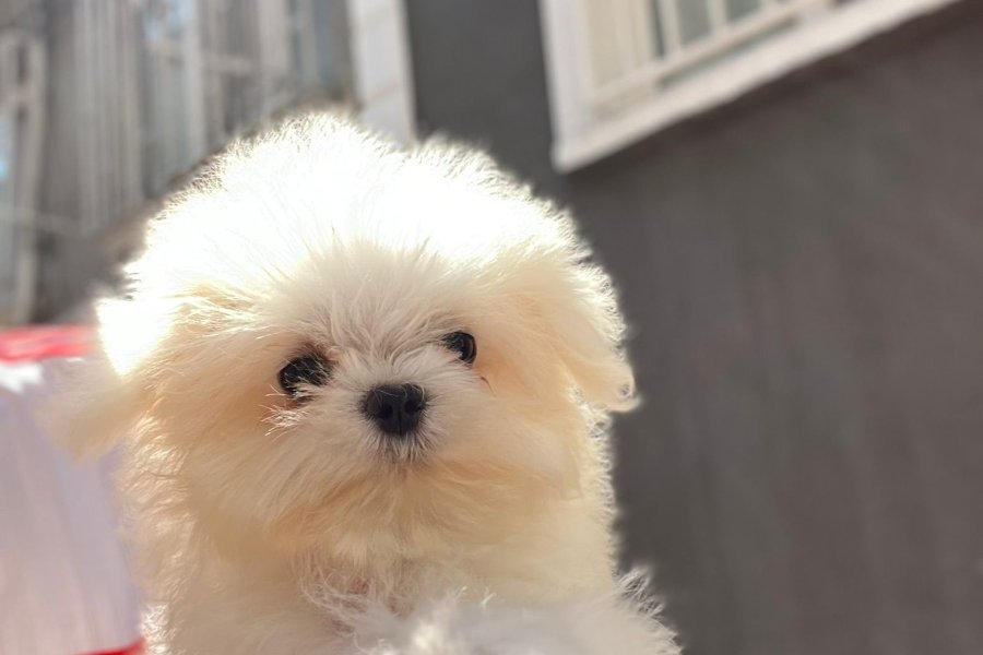 Orjinal Kore kan mini Maltese 2
