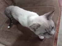 3 aylık yavru eğitimli british shorthair