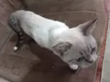 3 aylık yavru eğitimli british shorthair