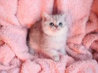 Muhtesem British Shorthair Blue Point ve Silver Kardesler
