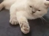 British Shorthair Sahiplendirme