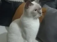 6 Aylık British Shorthair Dişi