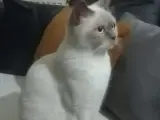 6 Aylık British Shorthair Dişi