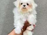 Orjinal Kore kan mini Maltese
