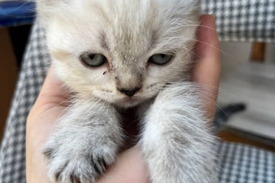 1,5 aylık erkek British yavru kedi 3