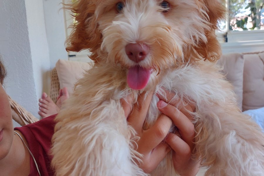 Maltipoo 5 aylık dişi yavru 2