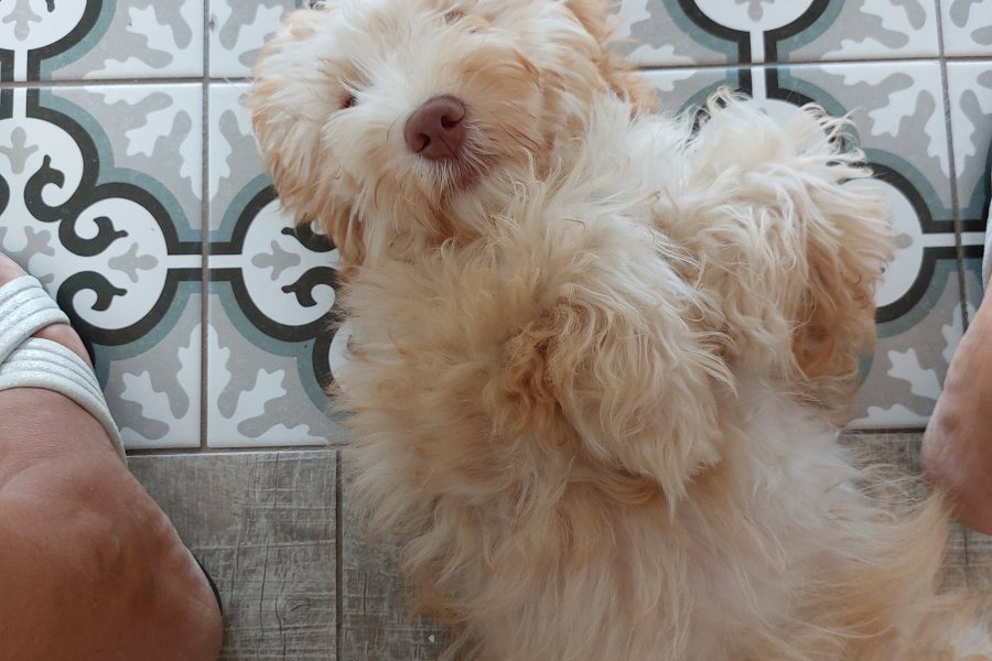 Maltipoo 5 aylık dişi yavru 3