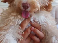 Maltipoo 5 aylık dişi yavru