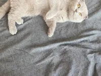 LİLAC RENGİ SCOTİSH FOLD 5AYLIK DİŞİ