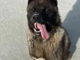 Amerikan Akita
