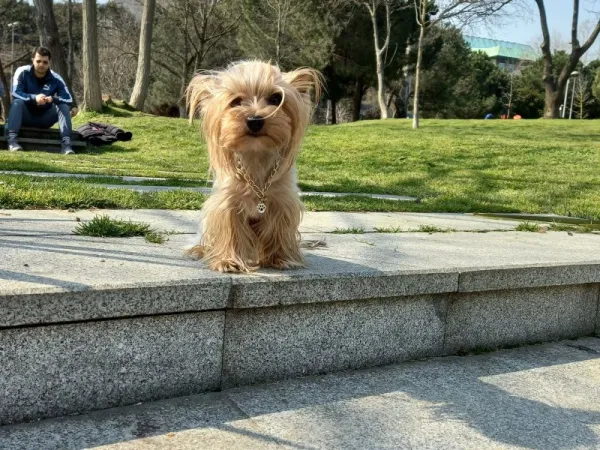 Yorkshire Terrier Asil Gelin Adaylarını Bekliyor!