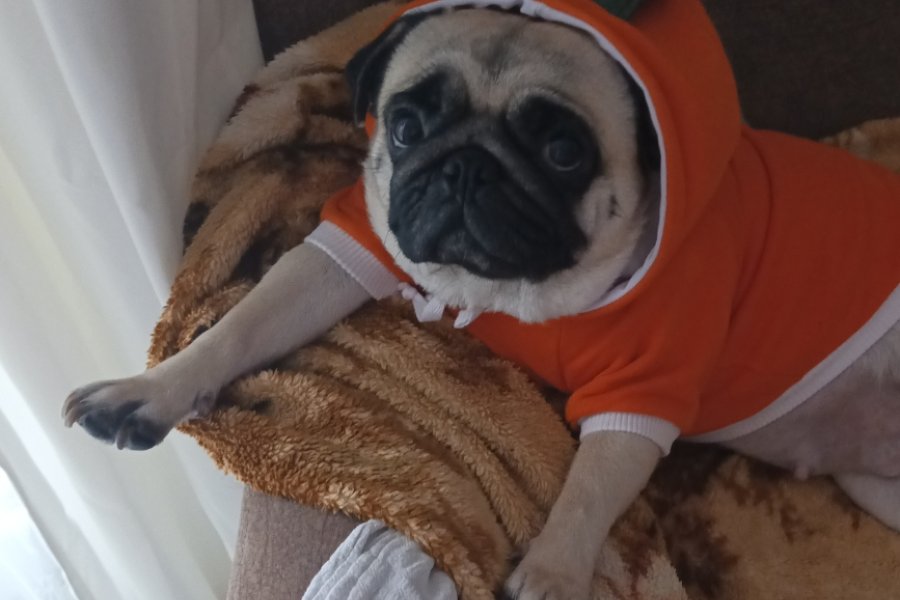 Pug Sahiplendirme. Sağlık sebebiyle kızıma kalıcı yuva arıyorum acil 2