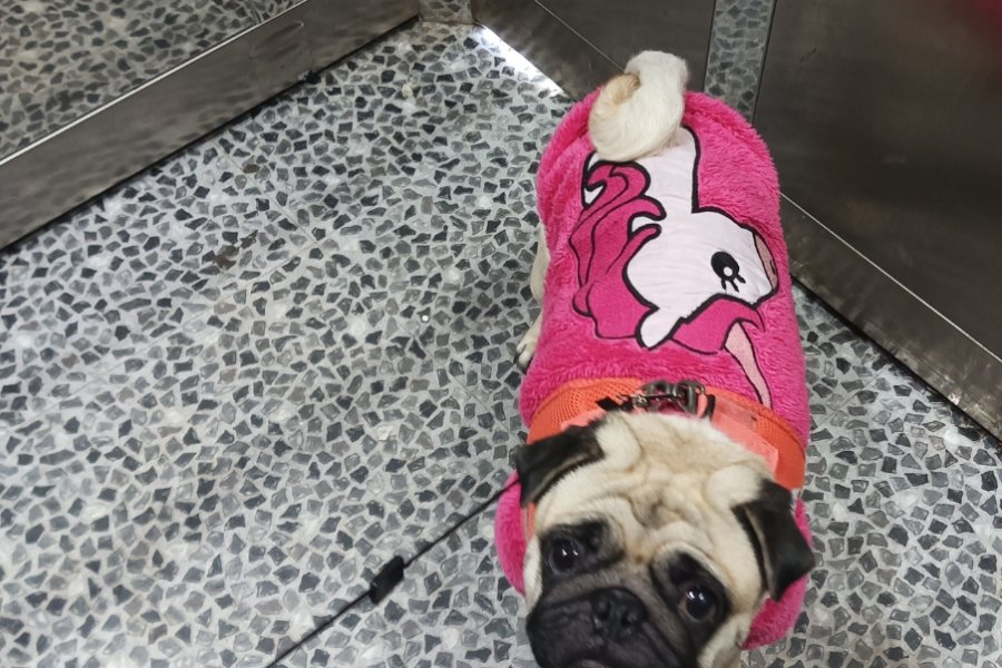 Pug Sahiplendirme. Sağlık sebebiyle kızıma kalıcı yuva arıyorum acil 3
