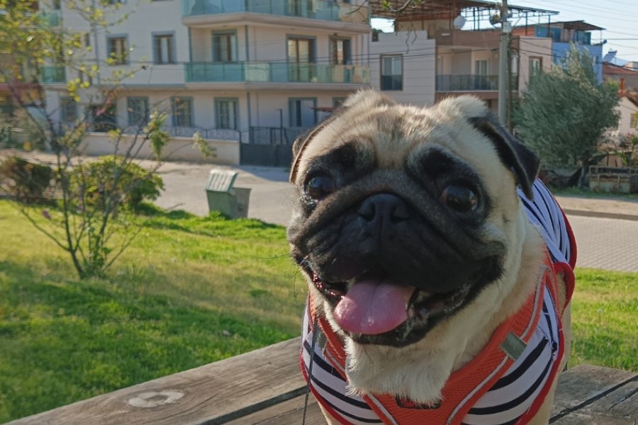 Pug Sahiplendirme. Sağlık sebebiyle kızıma kalıcı yuva arıyorum acil 4
