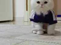 Beyaz British Longhair