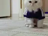 Beyaz British Longhair