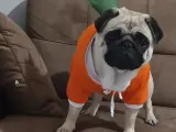 Pug Sahiplendirme. Sağlık sebebiyle kızıma kalıcı yuva arıyorum acil