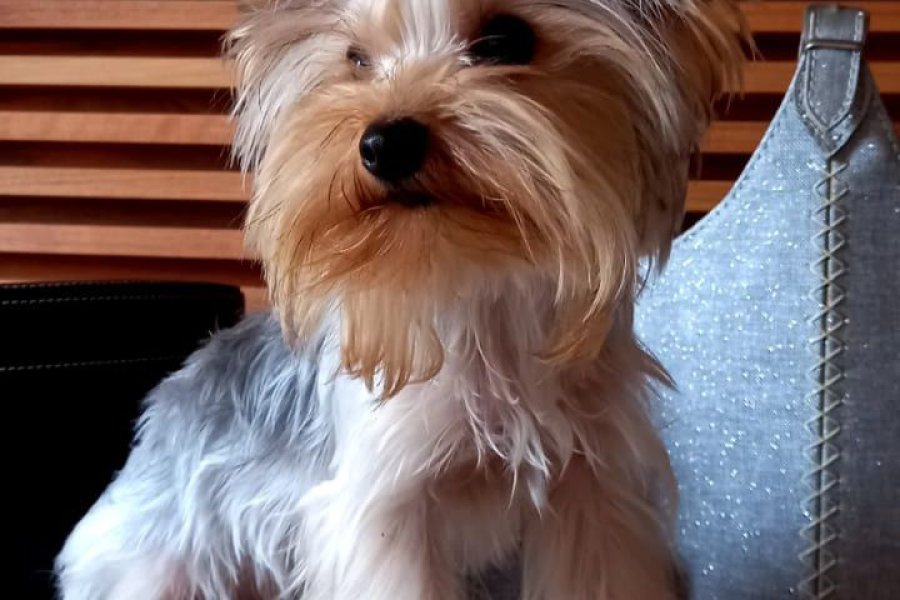 Yorkshire Terrier Asil Gelin Adaylarını Bekliyor! 2