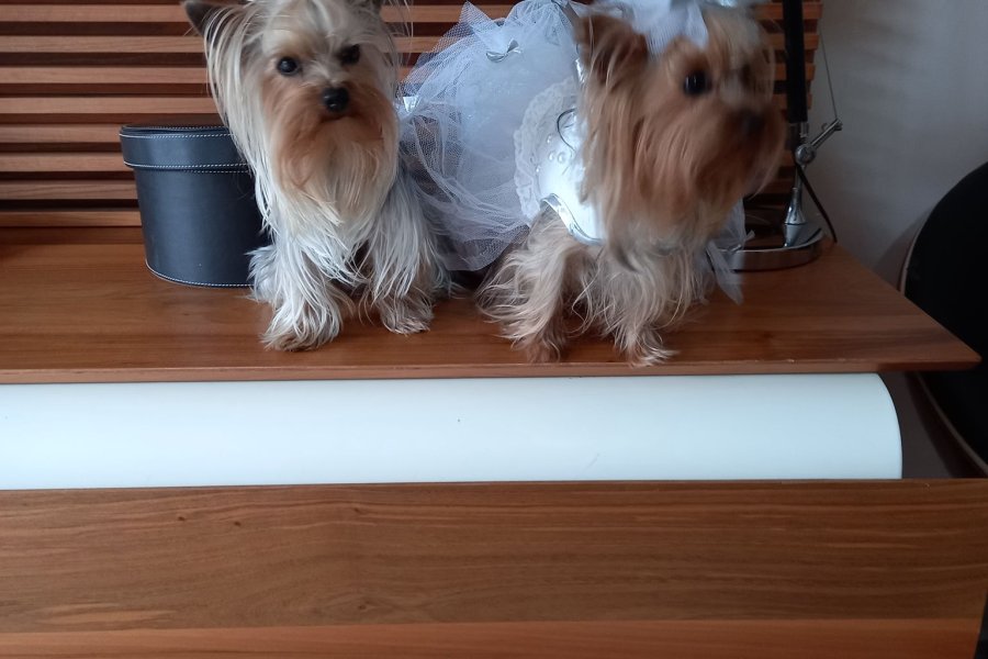 Yorkshire Terrier Asil Gelin Adaylarını Bekliyor! 3