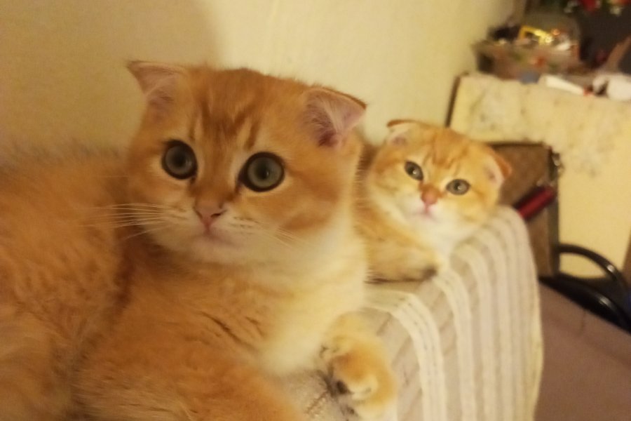 Ny11 Scottish Fold Sahiplendirme 3