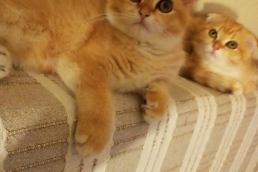 Ny11 Scottish Fold Sahiplendirme 4