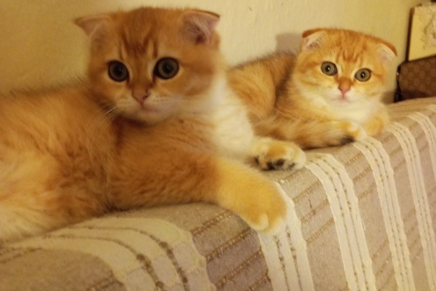 Ny11 Scottish Fold Sahiplendirme 2