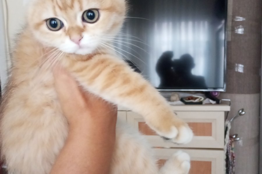 Ny11 Scottish Fold Sahiplendirme 1