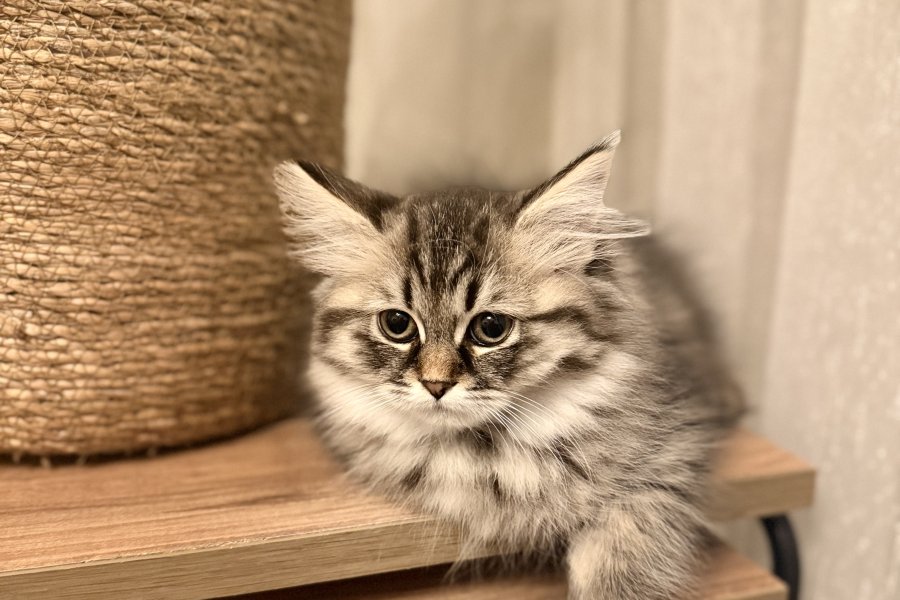 British Longhair Ücretsiz Sahiplendirme 3